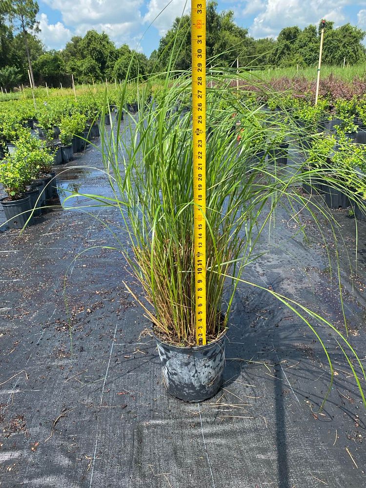 spartina-bakeri-sand-cordgrass