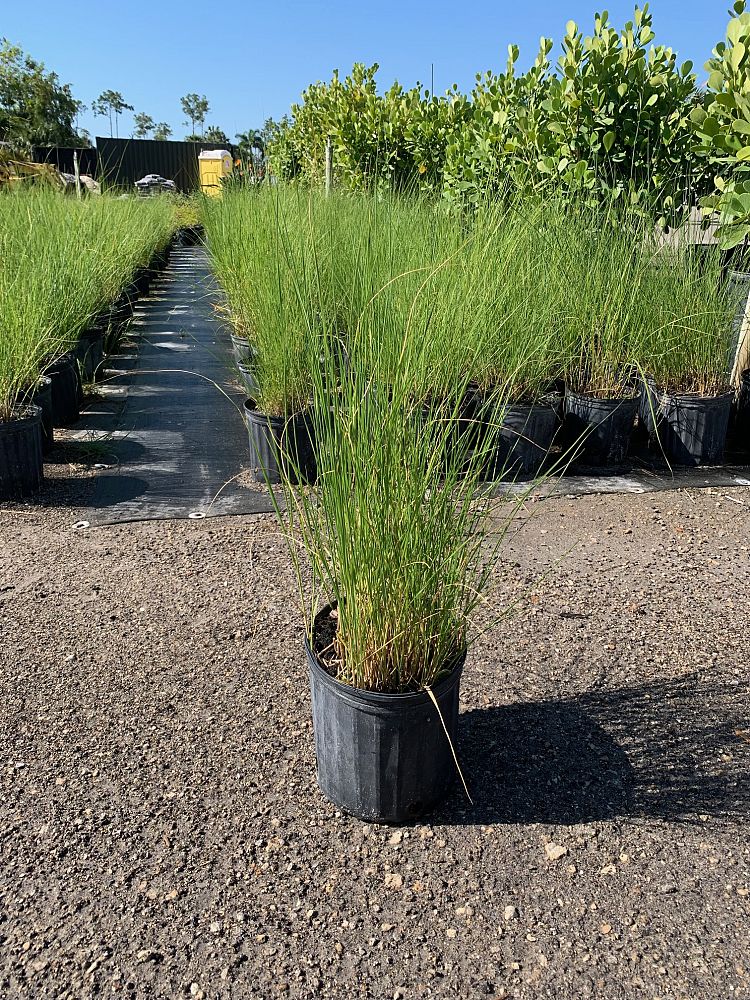 spartina-bakeri-sand-cordgrass