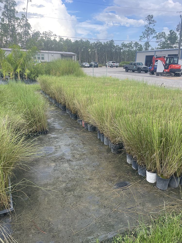 spartina-bakeri-sand-cordgrass