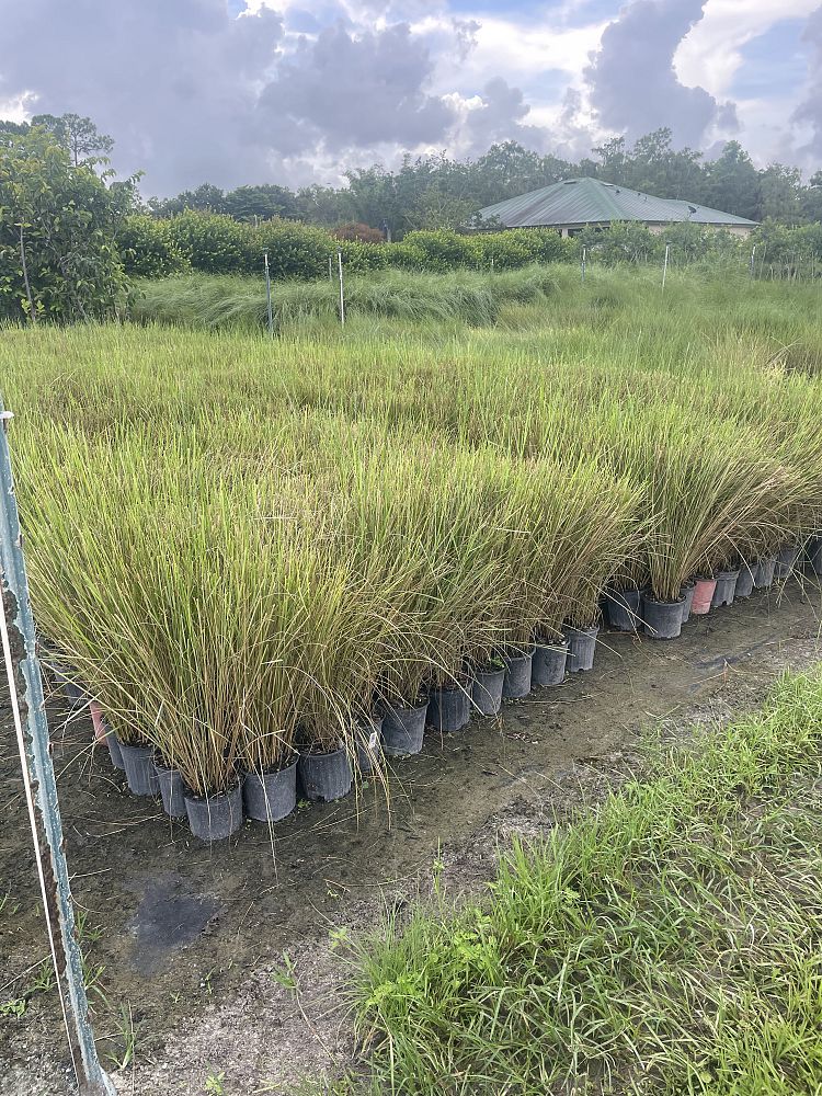 spartina-bakeri-sand-cordgrass
