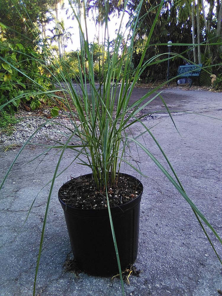 spartina-bakeri-sand-cordgrass