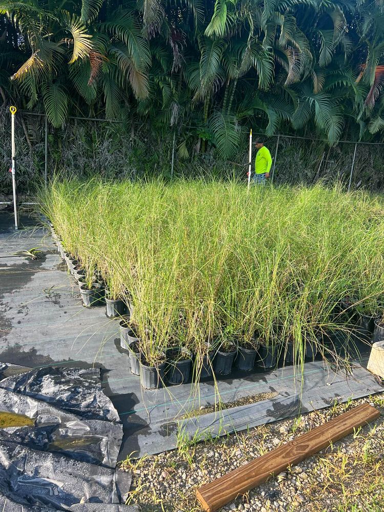 spartina-bakeri-sand-cordgrass