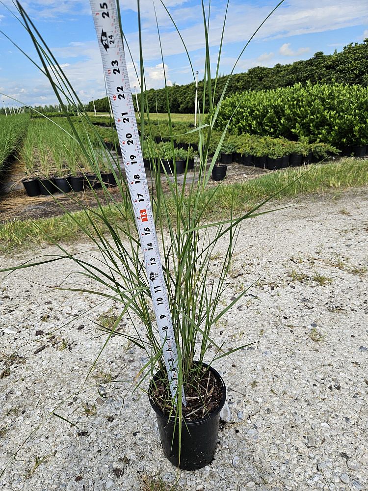 spartina-bakeri-sand-cordgrass