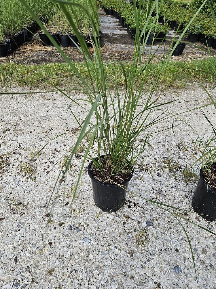 spartina-bakeri-sand-cordgrass
