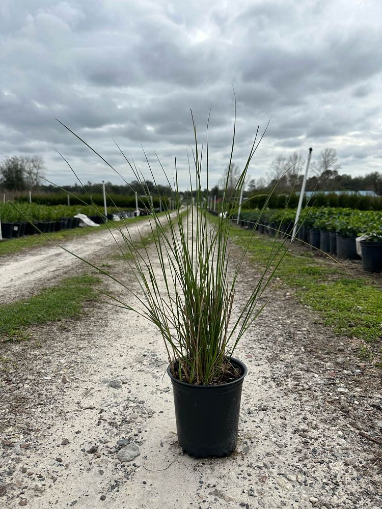 spartina-bakeri-sand-cordgrass