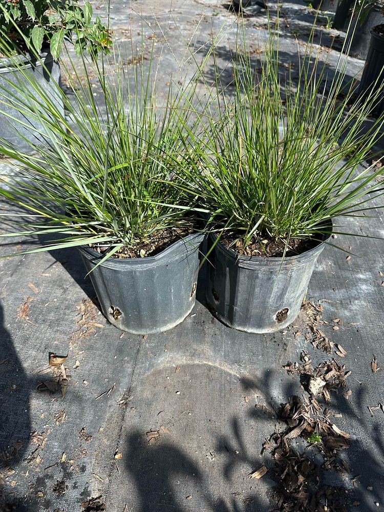 spartina-bakeri-sand-cordgrass