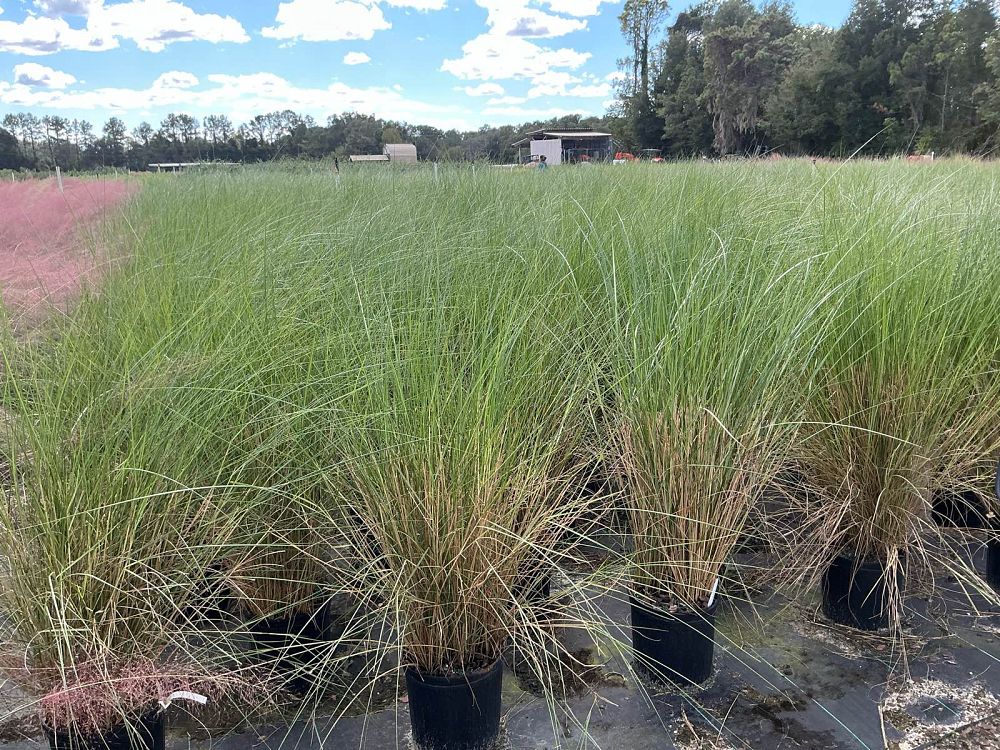 spartina-bakeri-sand-cordgrass