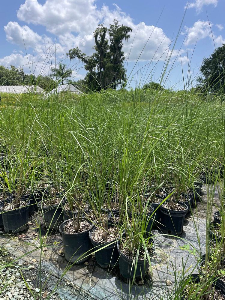 spartina-bakeri-sand-cordgrass