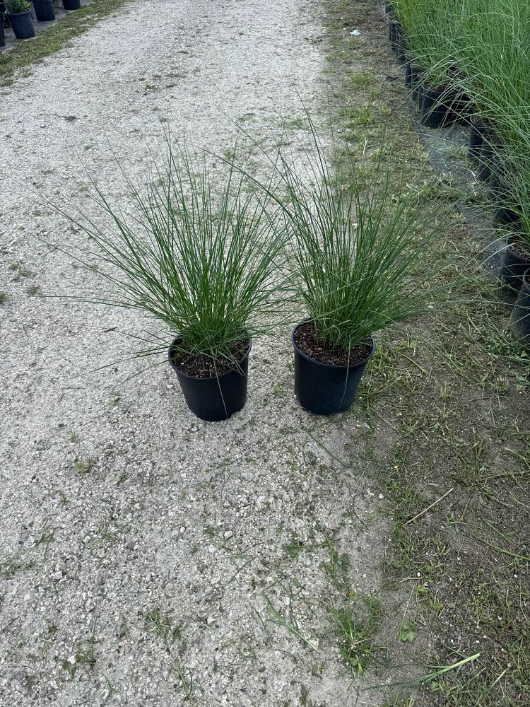 spartina-bakeri-sand-cordgrass