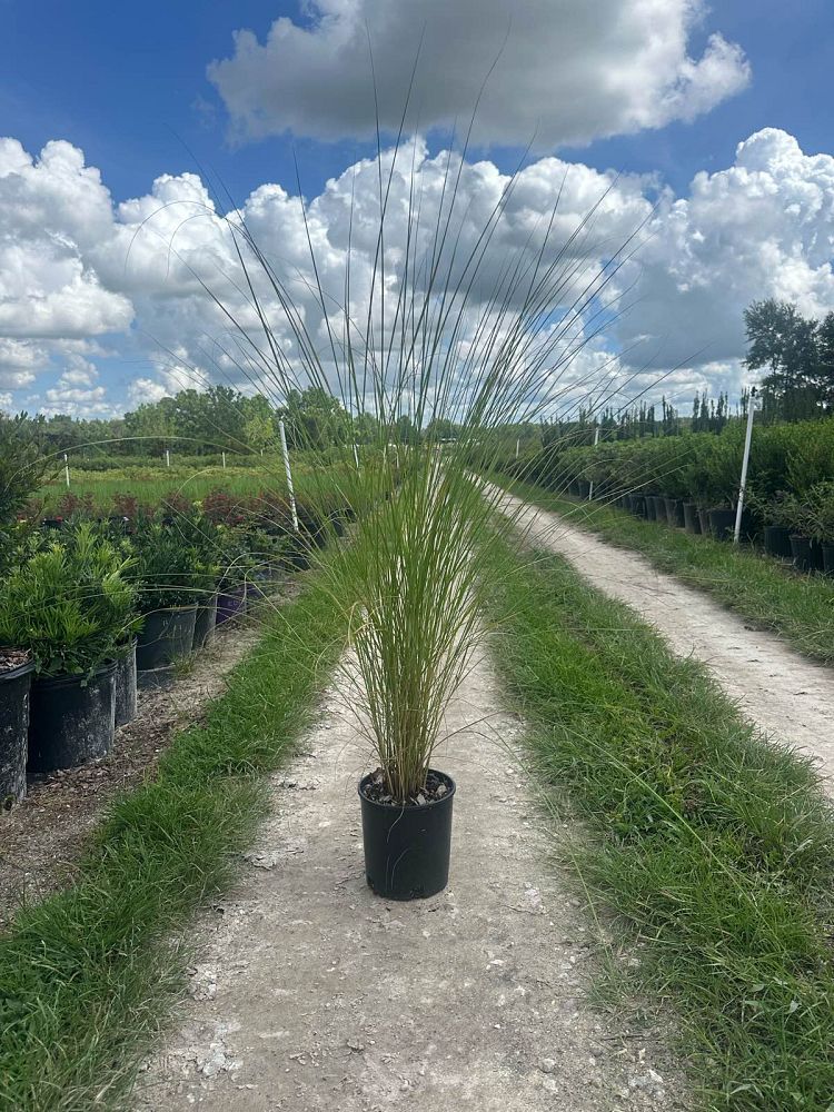spartina-bakeri-sand-cordgrass