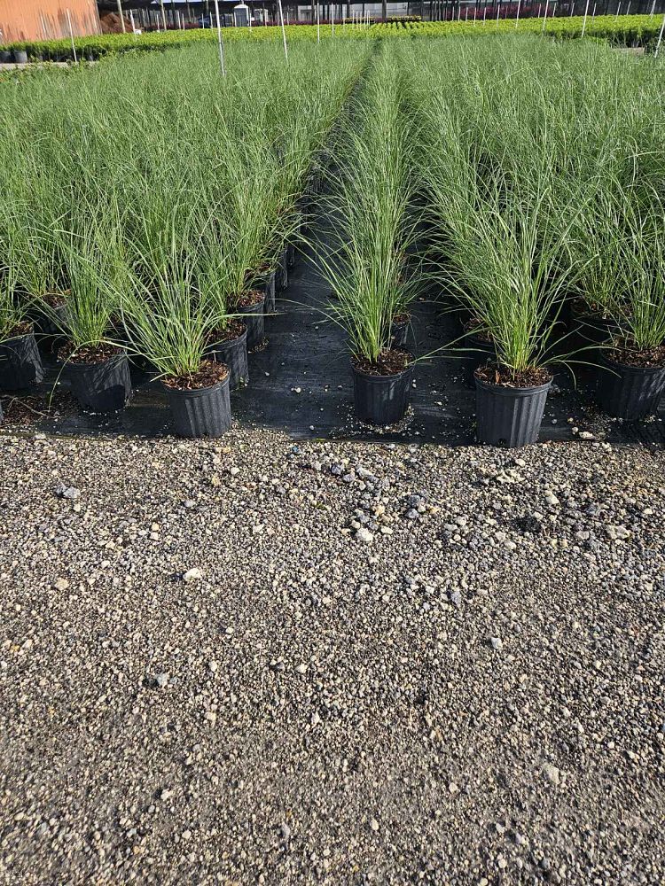 spartina-bakeri-sand-cordgrass