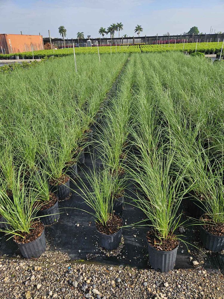 spartina-bakeri-sand-cordgrass