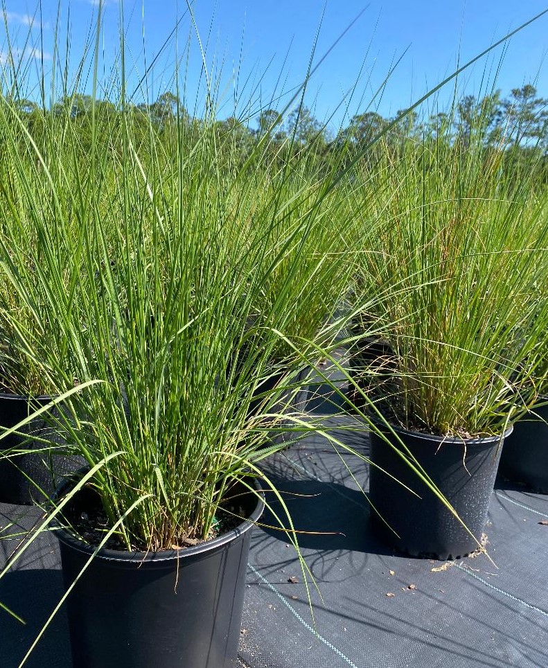 spartina-bakeri-sand-cordgrass