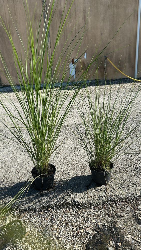 spartina-bakeri-sand-cordgrass