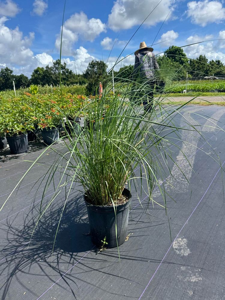 spartina-bakeri-sand-cordgrass