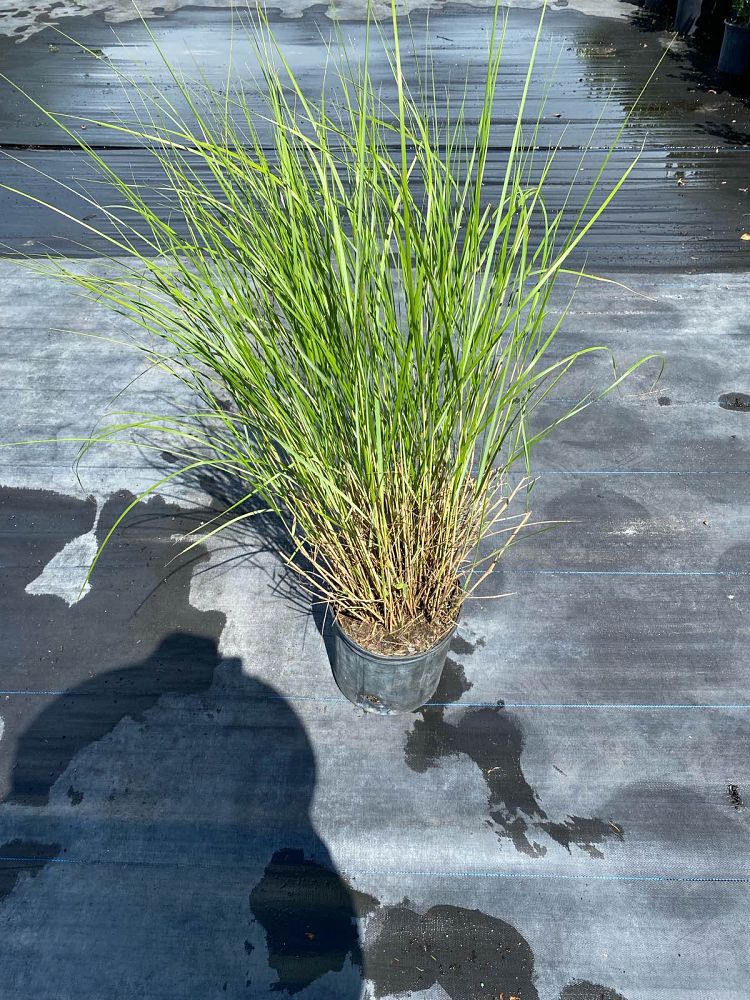 spartina-bakeri-sand-cordgrass