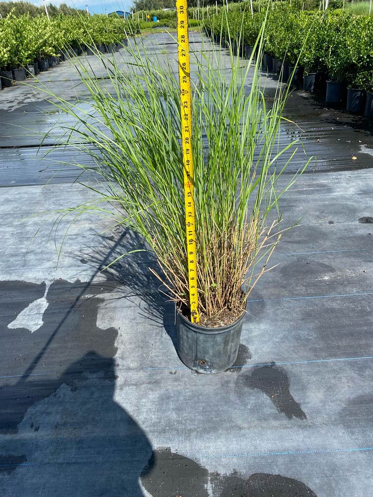 spartina-bakeri-sand-cordgrass