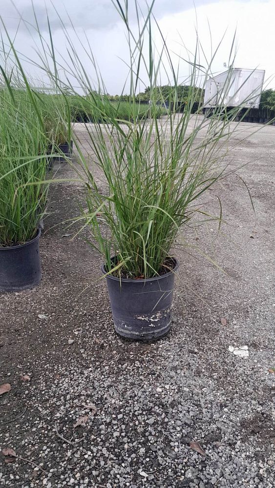 spartina-bakeri-sand-cordgrass
