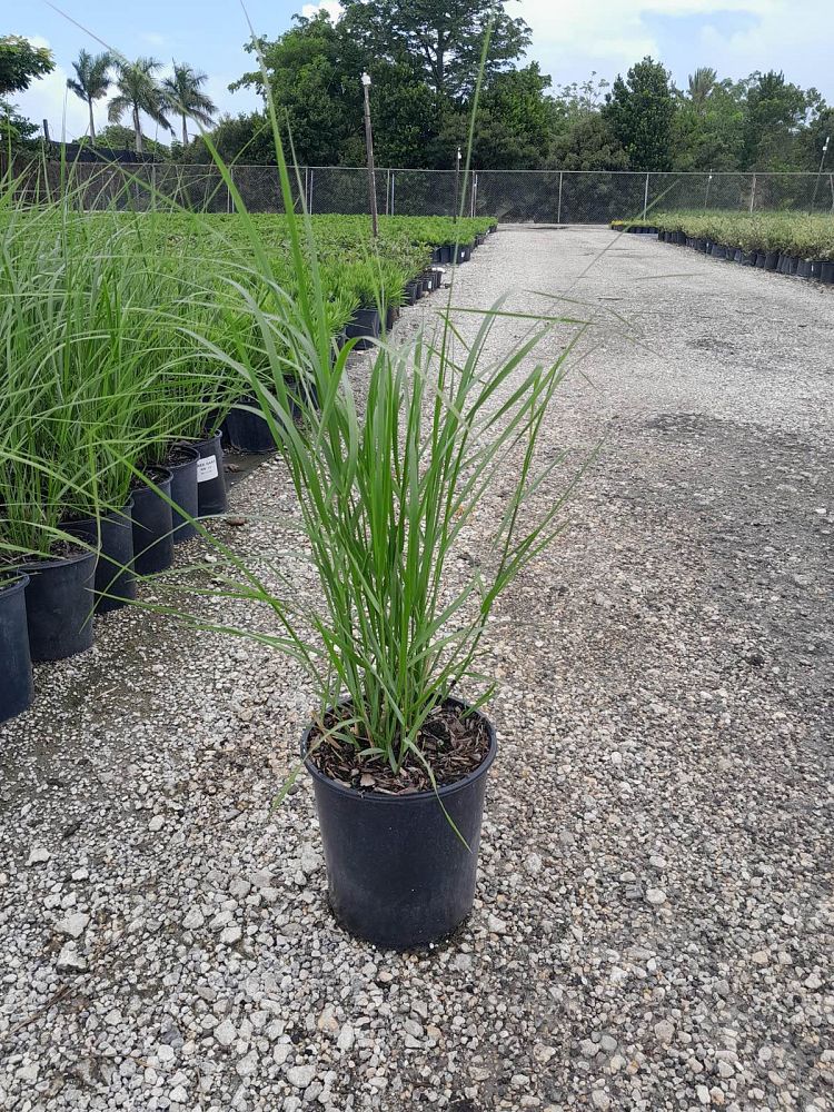 spartina-bakeri-sand-cordgrass