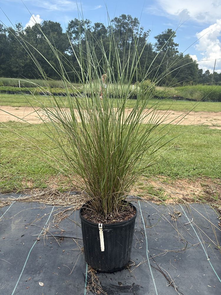 spartina-bakeri-sand-cordgrass