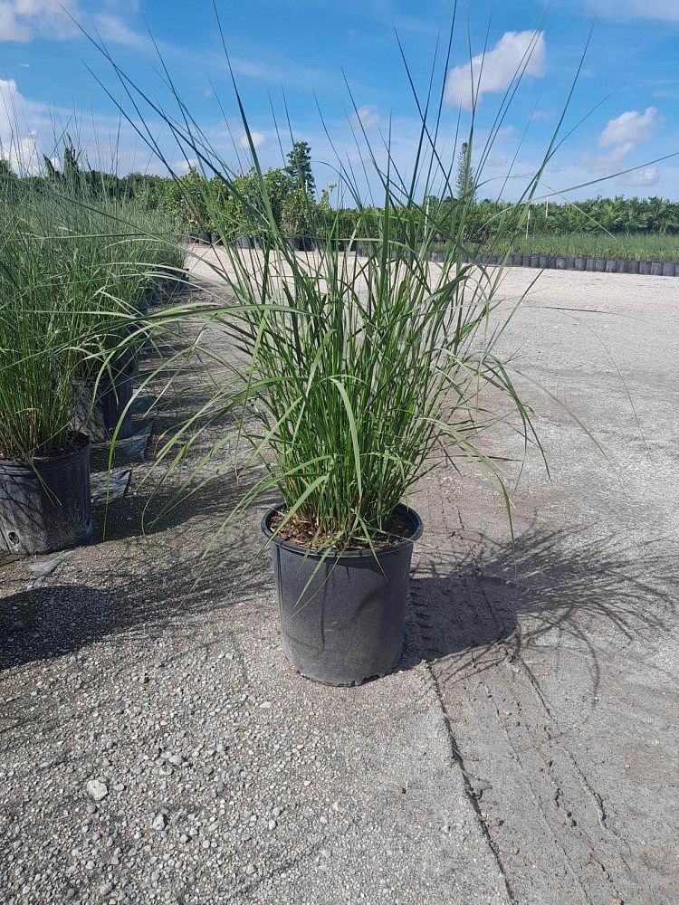 spartina-bakeri-sand-cordgrass