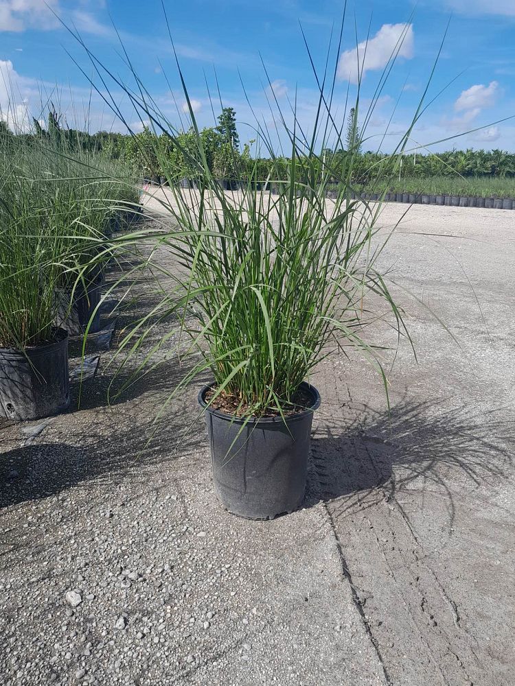 spartina-bakeri-sand-cordgrass