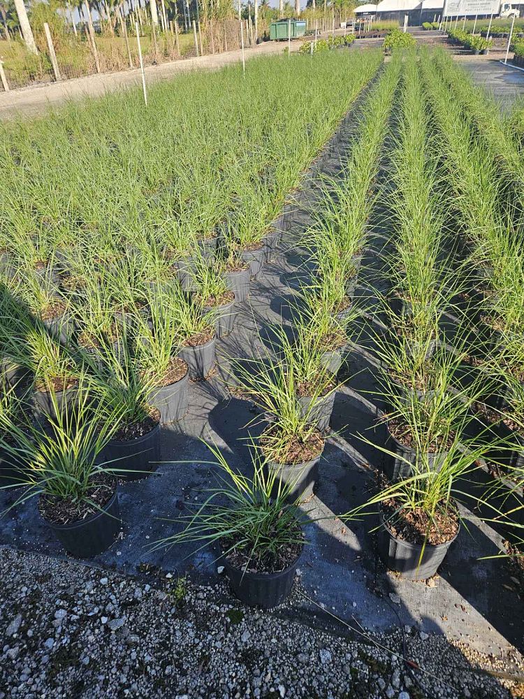 spartina-bakeri-sand-cordgrass