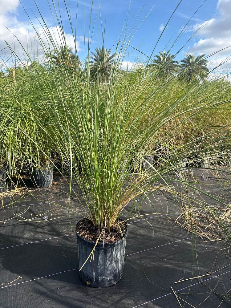 spartina-bakeri-sand-cordgrass