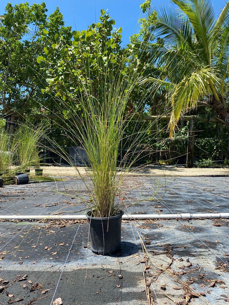 spartina-gracilis-alkali-cordgrass