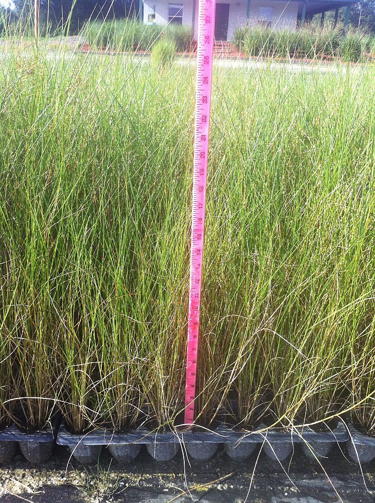 spartina-patens-saltmeadow-cordgrass