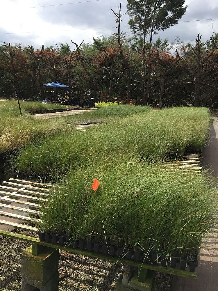 spartina-patens-saltmeadow-cordgrass
