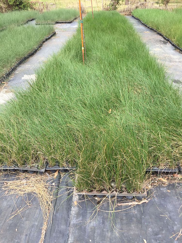 spartina-patens-saltmeadow-cordgrass