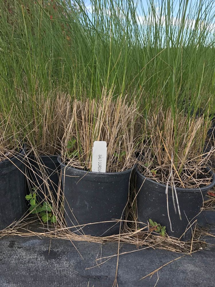 spartina-patens-saltmeadow-cordgrass