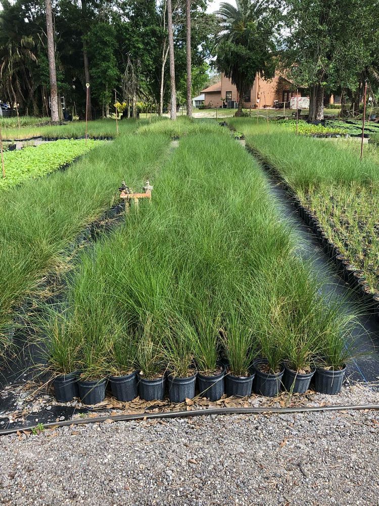 spartina-patens-saltmeadow-cordgrass