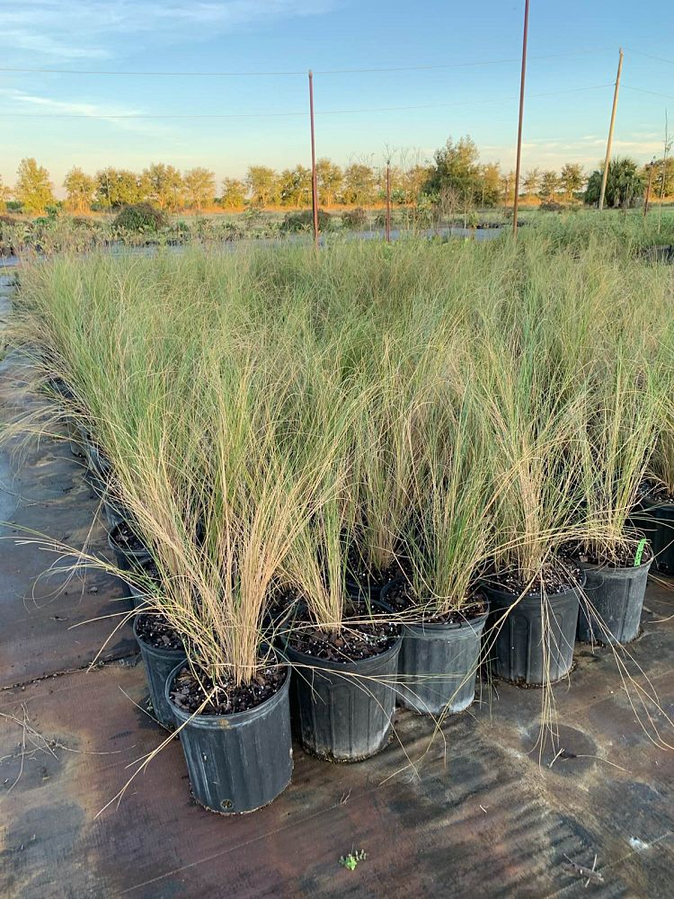 spartina-patens-saltmeadow-cordgrass