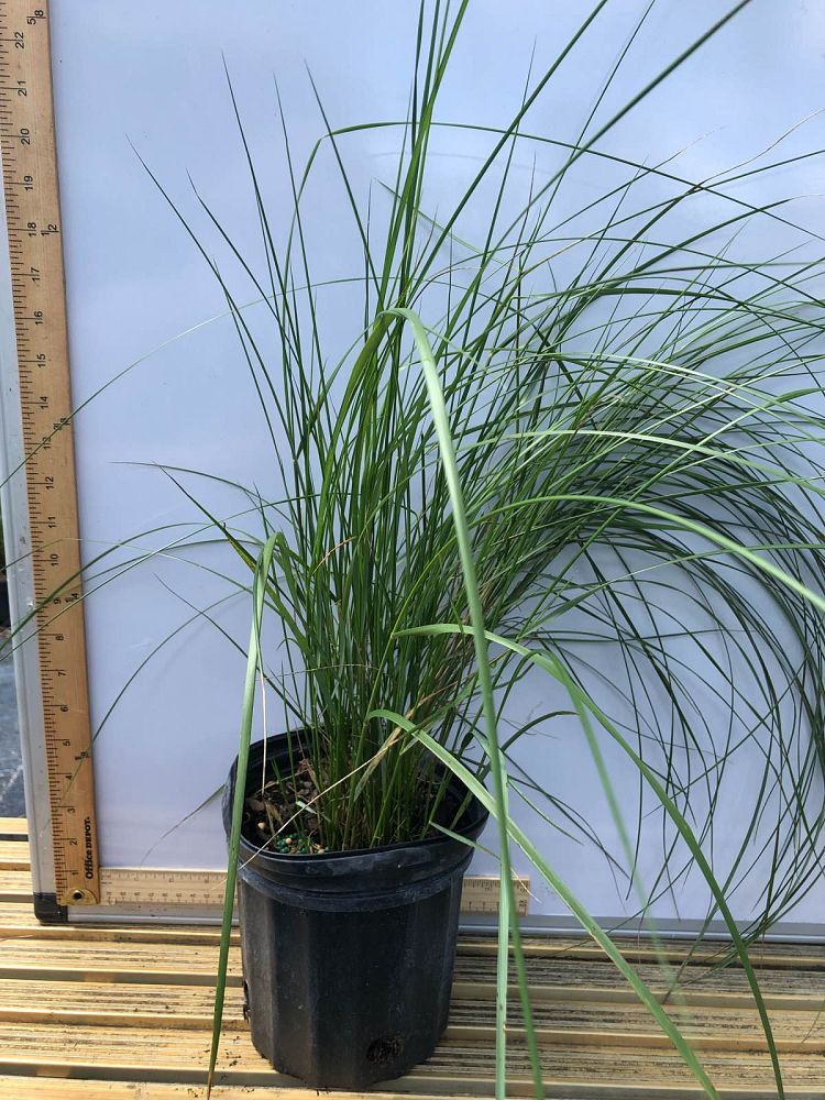 spartina-patens-saltmeadow-cordgrass