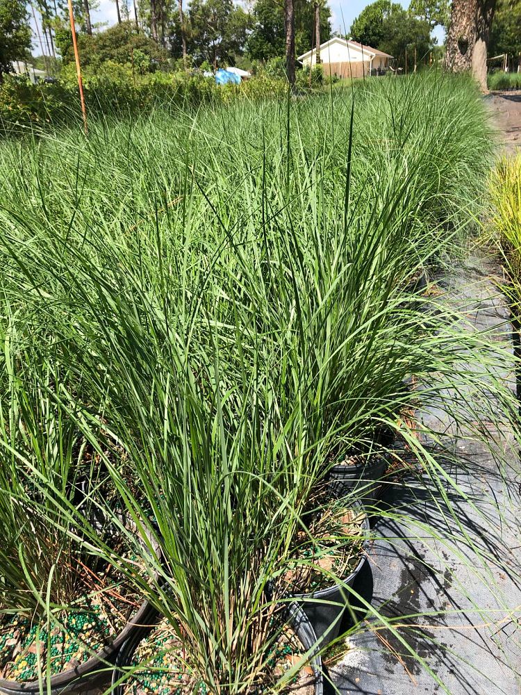 spartina-patens-saltmeadow-cordgrass