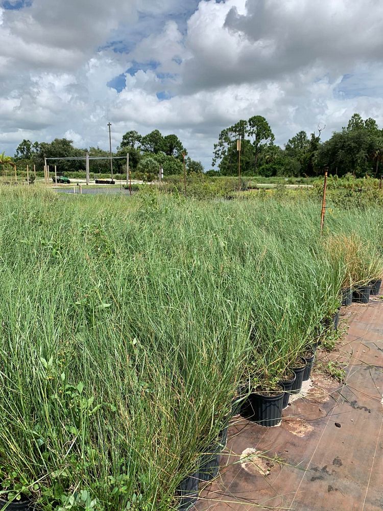 spartina-patens-saltmeadow-cordgrass