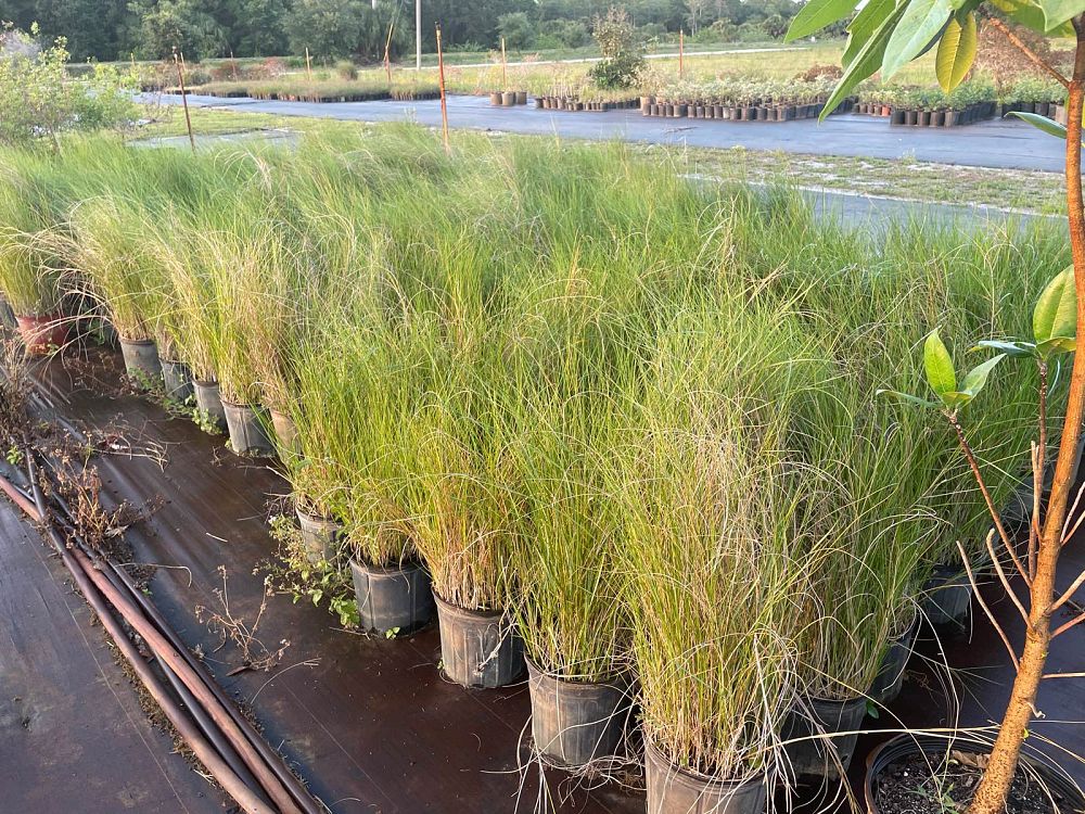 spartina-patens-saltmeadow-cordgrass