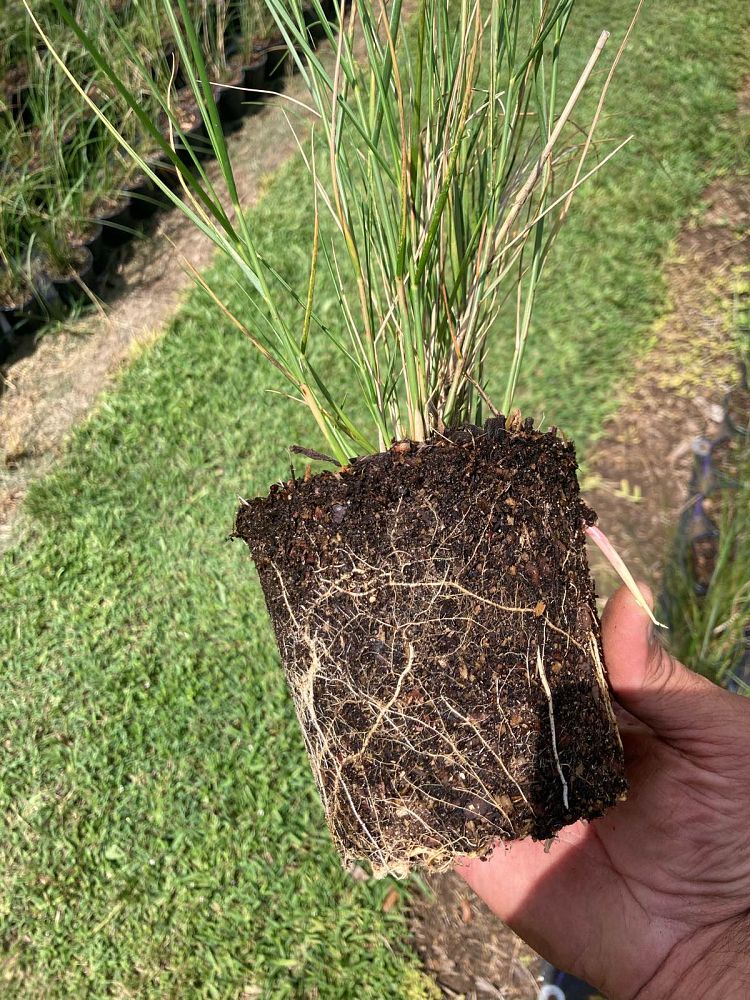 spartina-patens-saltmeadow-cordgrass