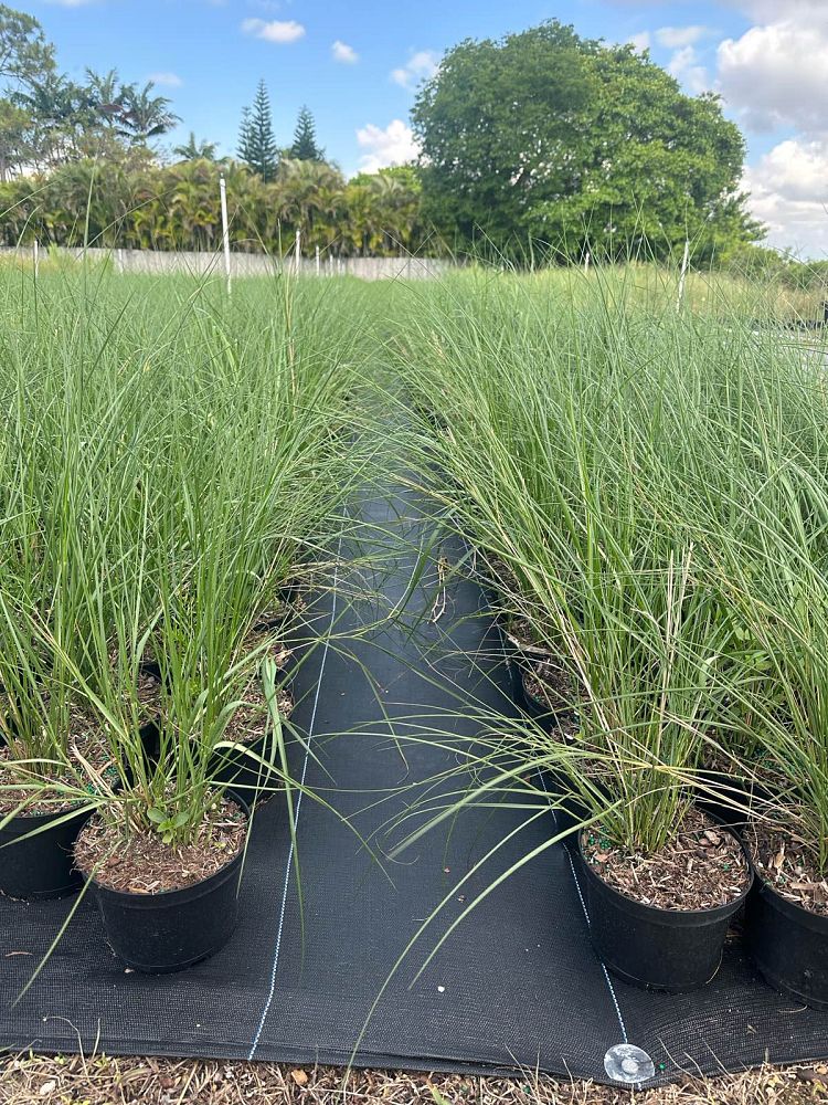 spartina-patens-saltmeadow-cordgrass
