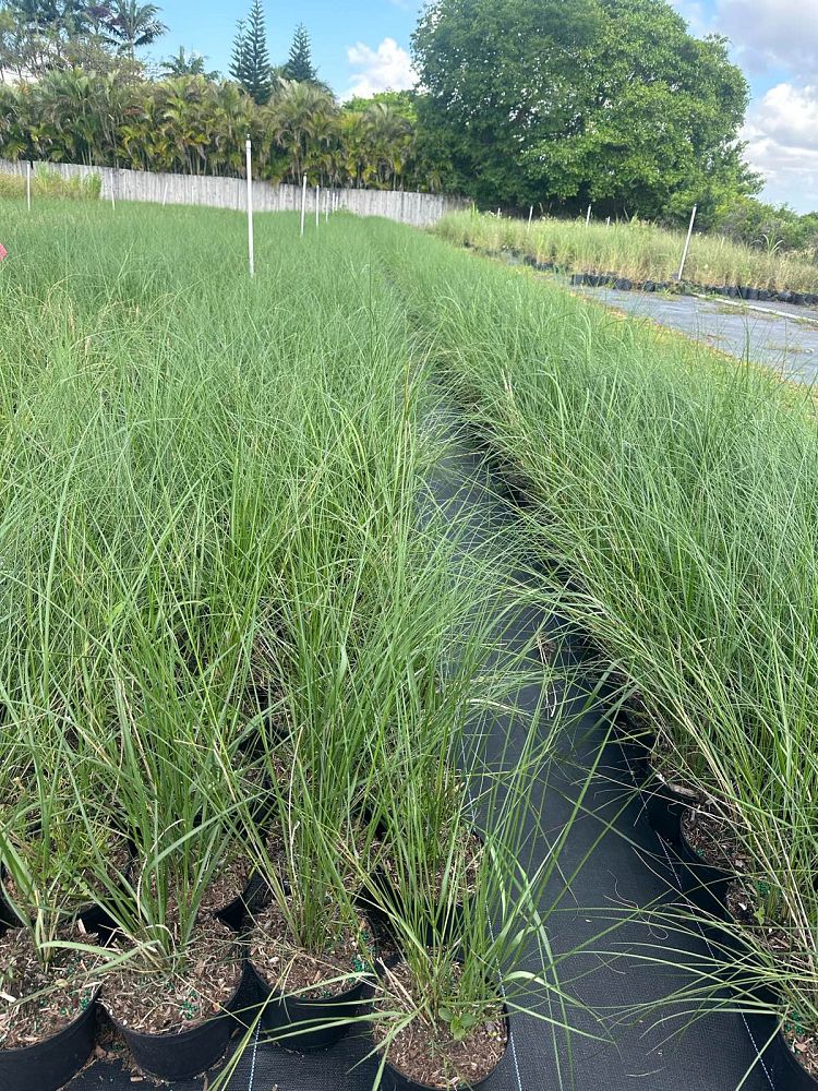 spartina-patens-saltmeadow-cordgrass