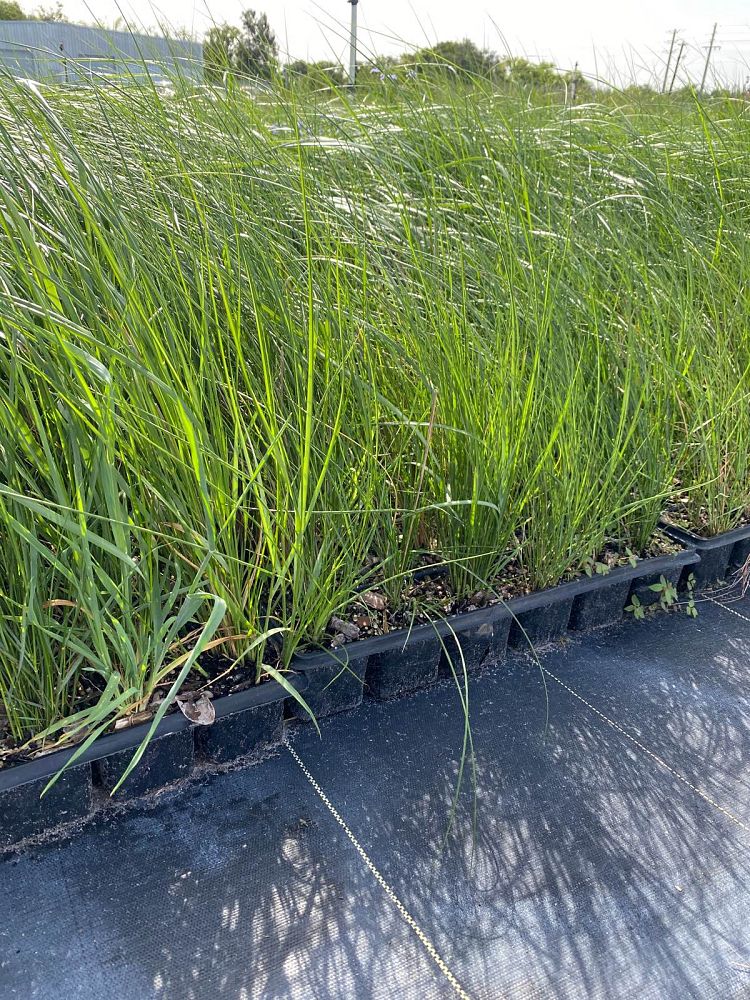 spartina-patens-saltmeadow-cordgrass