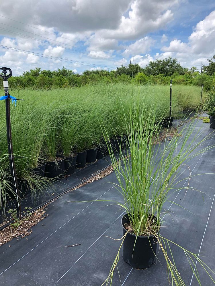 spartina-patens-saltmeadow-cordgrass