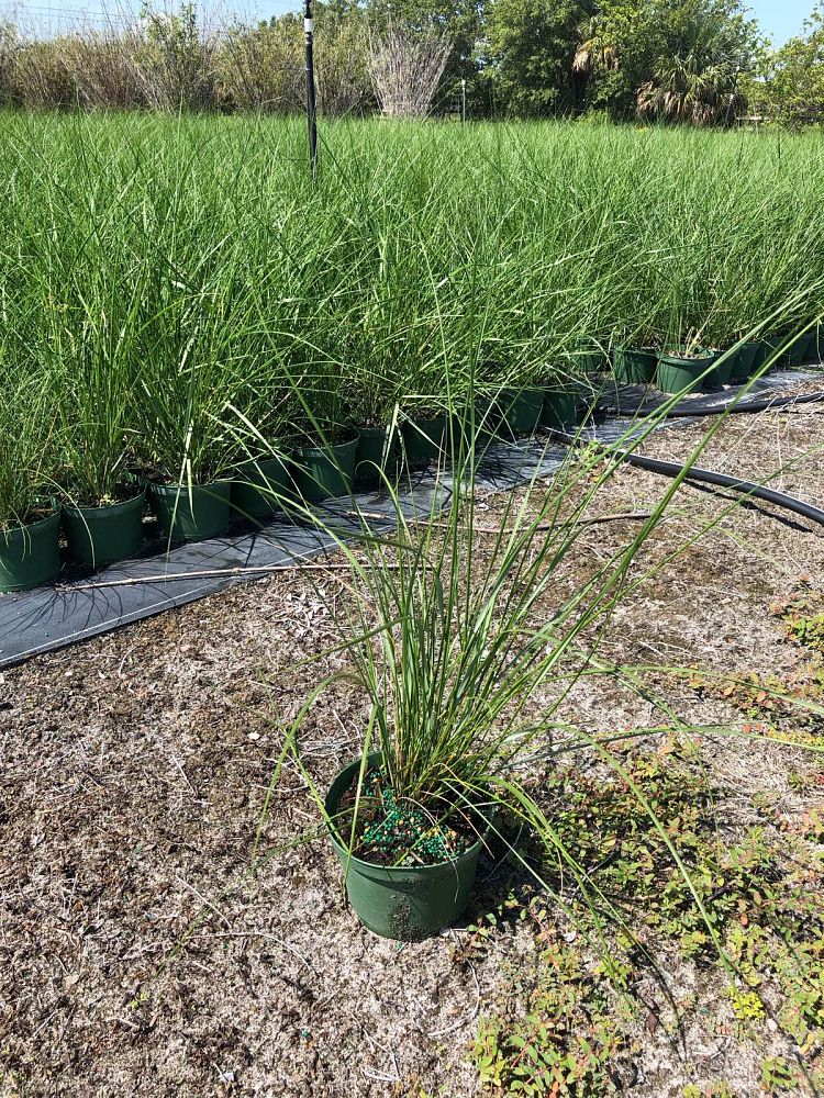 spartina-patens-saltmeadow-cordgrass