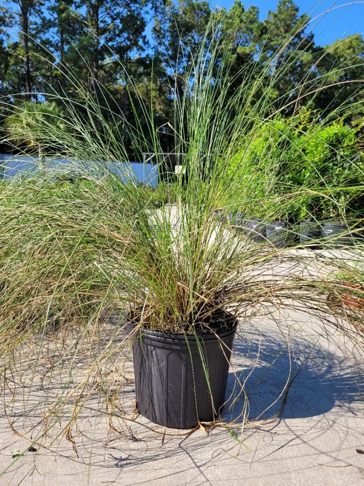 spartina-patens-saltmeadow-cordgrass