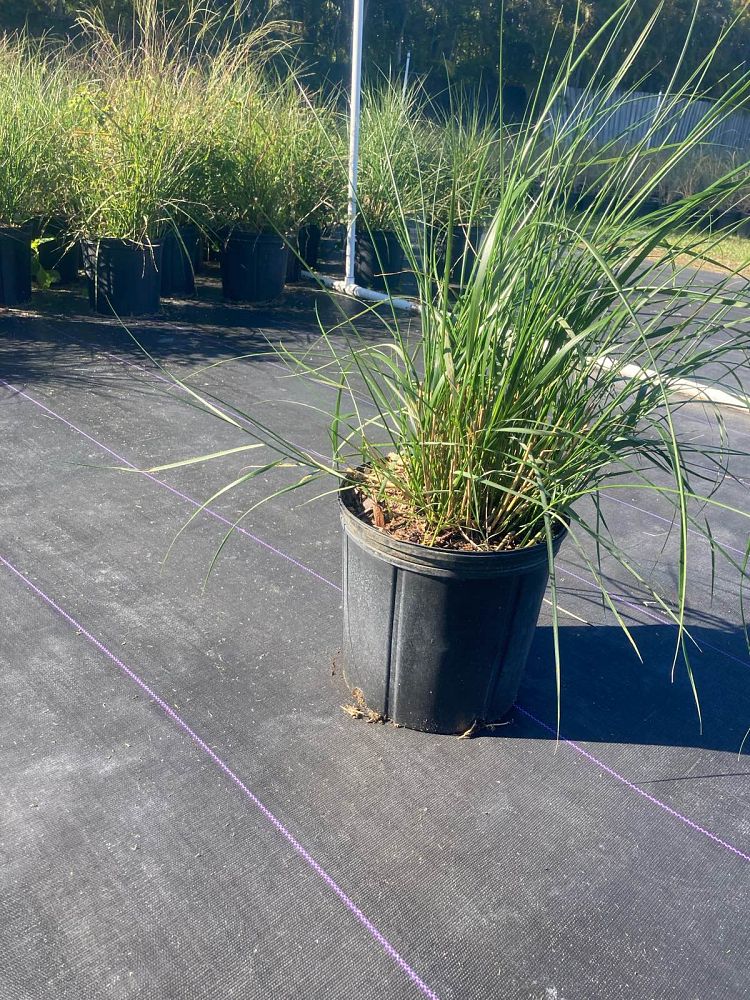 spartina-patens-saltmeadow-cordgrass