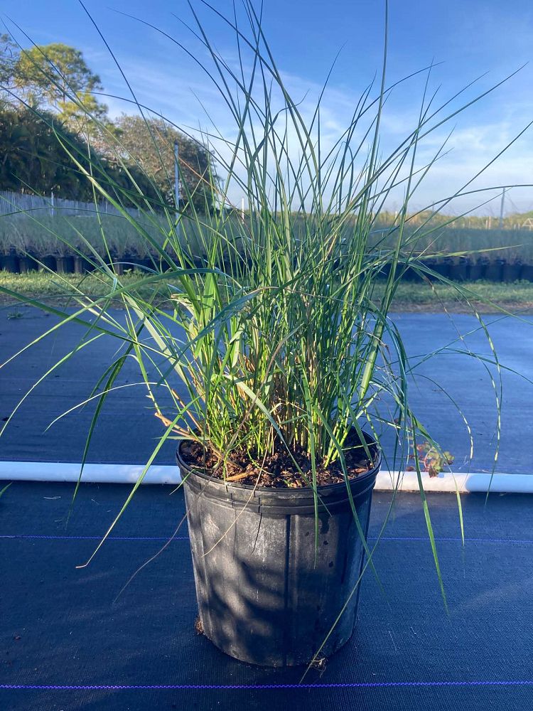 spartina-patens-saltmeadow-cordgrass