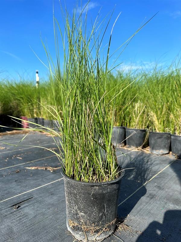spartina-patens-saltmeadow-cordgrass