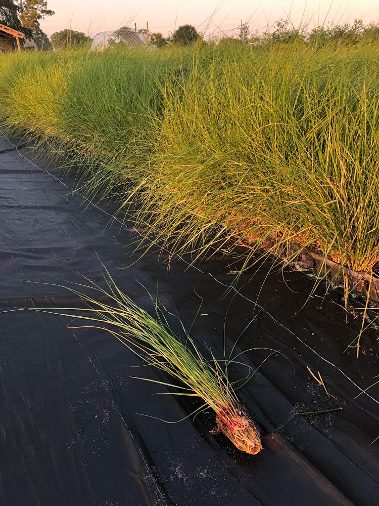 spartina-patens-saltmeadow-cordgrass